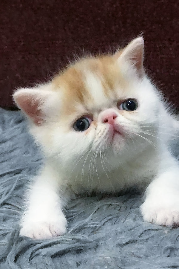Zevs | Exotic Shorthair Kitten