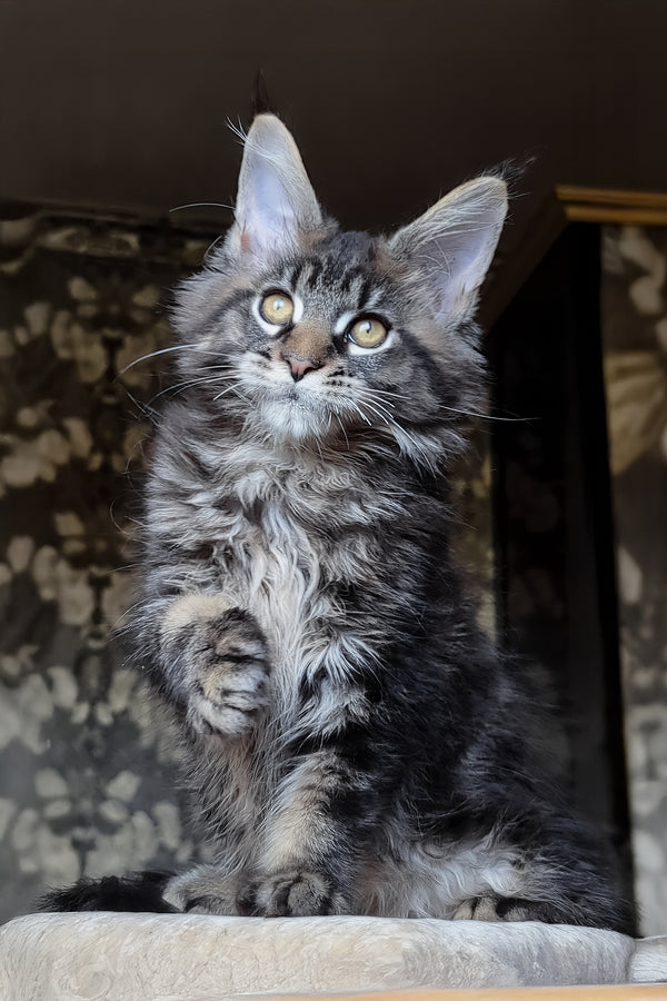 Zevs | Maine Coon Kitten