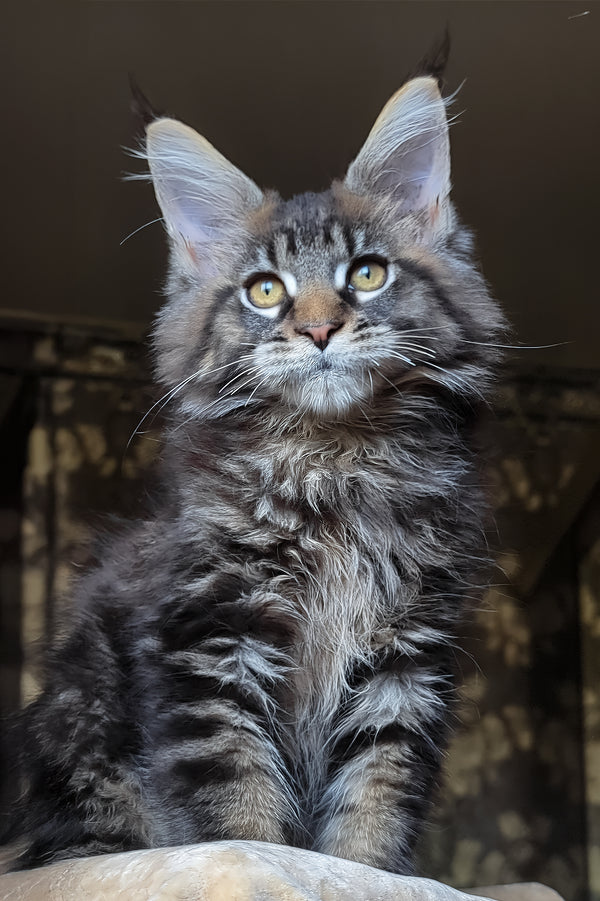 Zevs | Maine Coon Kitten