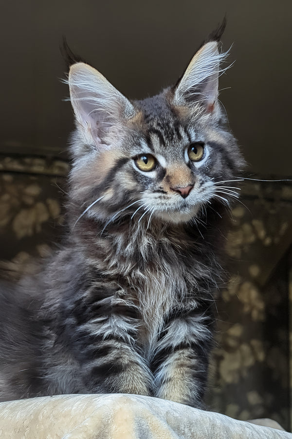 Zevs | Maine Coon Kitten