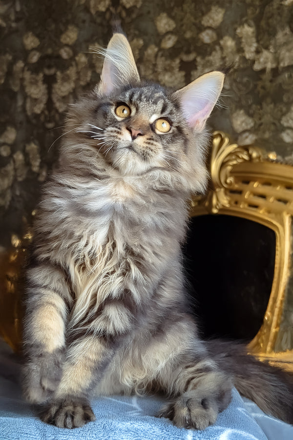 Zevs | Maine Coon Kitten