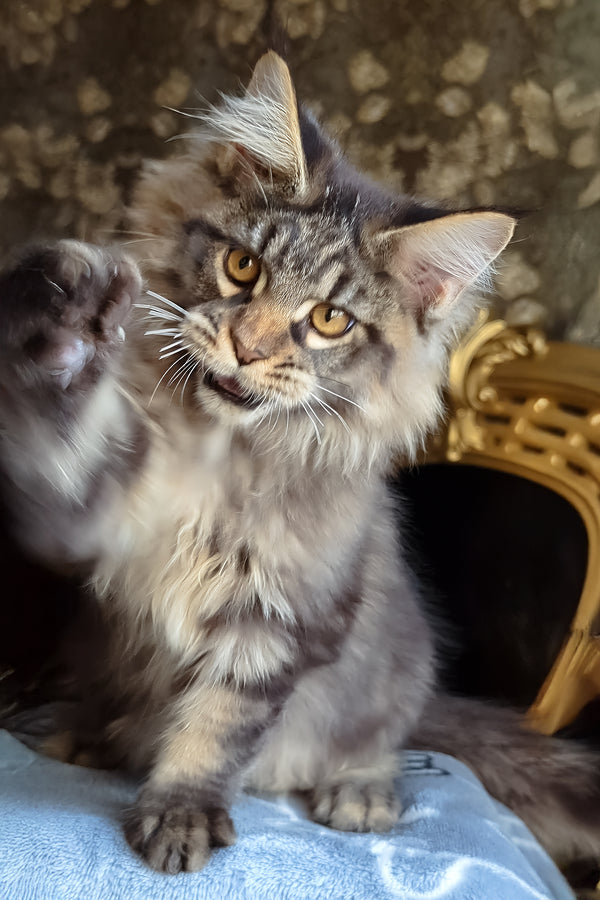 Zevs | Maine Coon Kitten