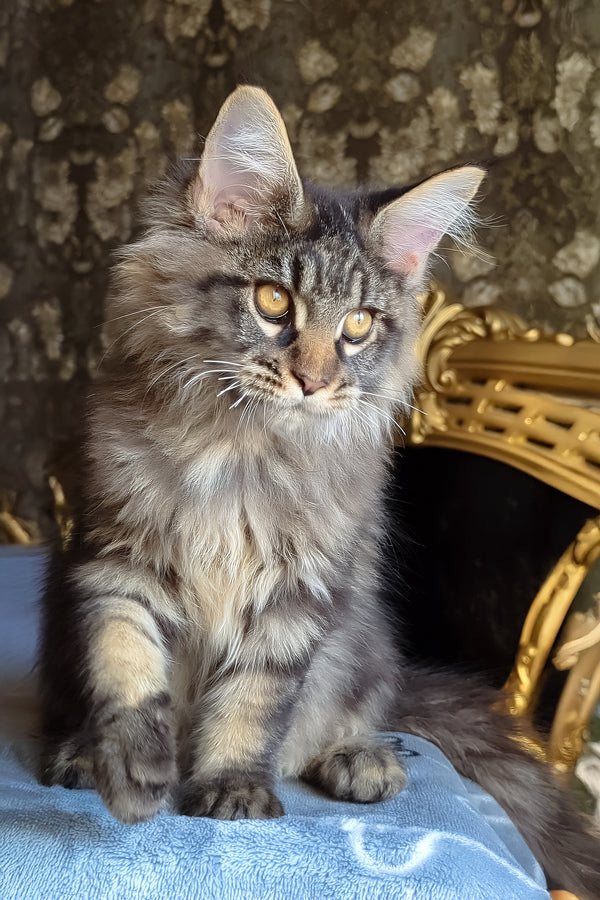 Zevs | Maine Coon Kitten