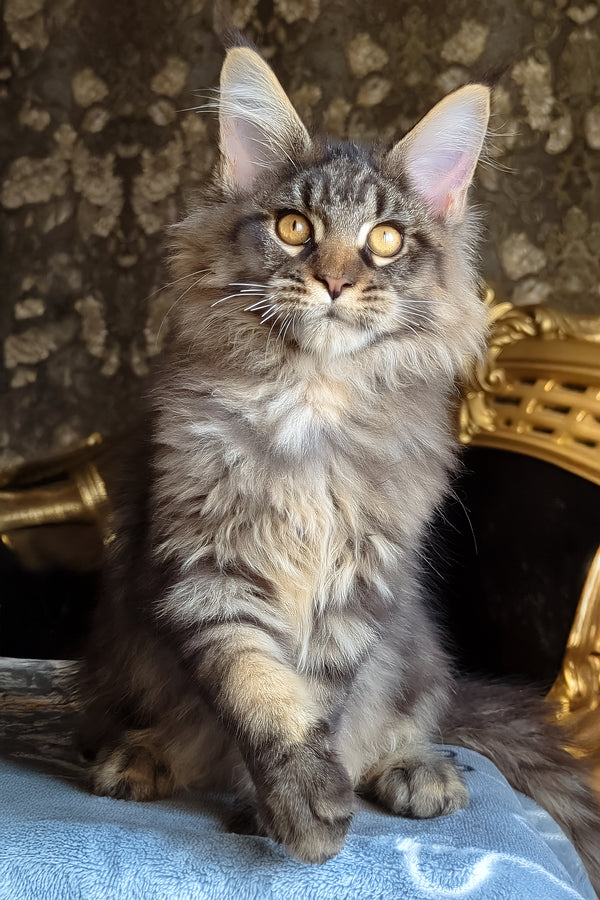 Zevs | Maine Coon Kitten