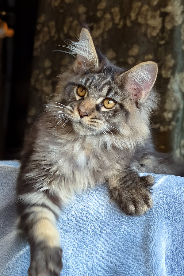 Zevs | Maine Coon Kitten