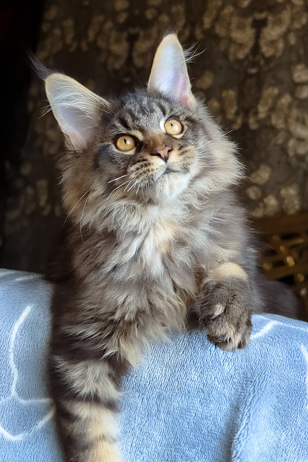Zevs | Maine Coon Kitten