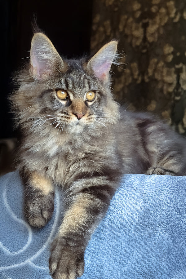 Zevs | Maine Coon Kitten