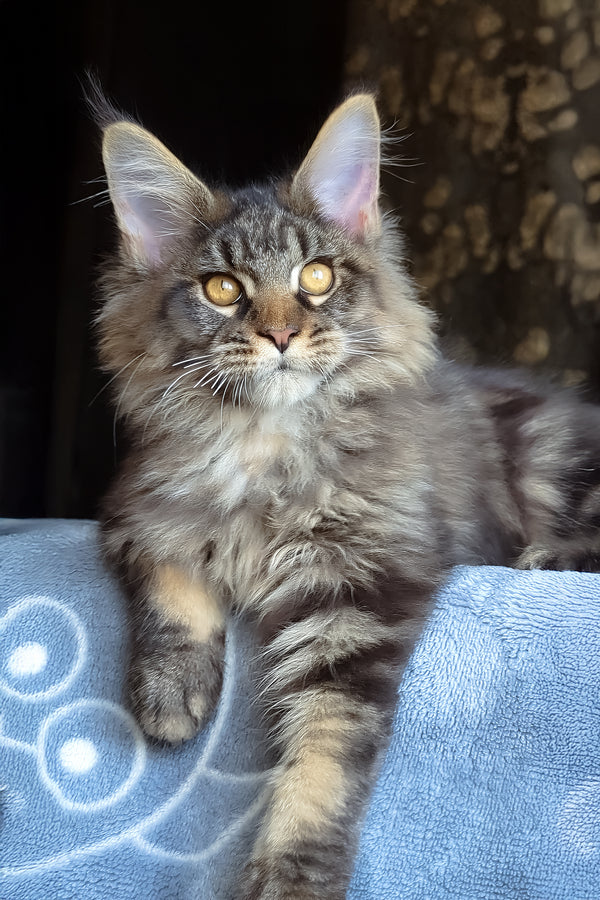 Zevs | Maine Coon Kitten