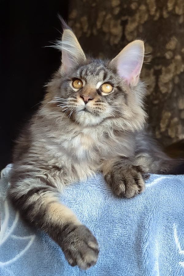 Zevs | Maine Coon Kitten
