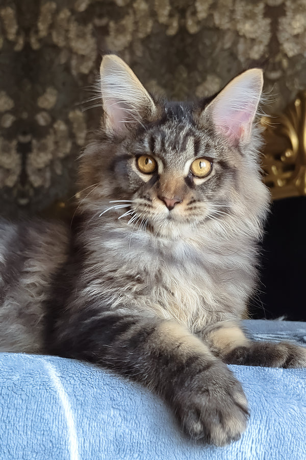 Zevs | Maine Coon Kitten