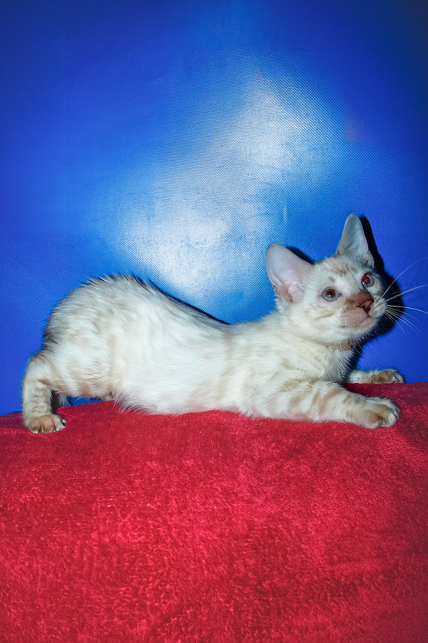 Zhan | Bengal Kitten