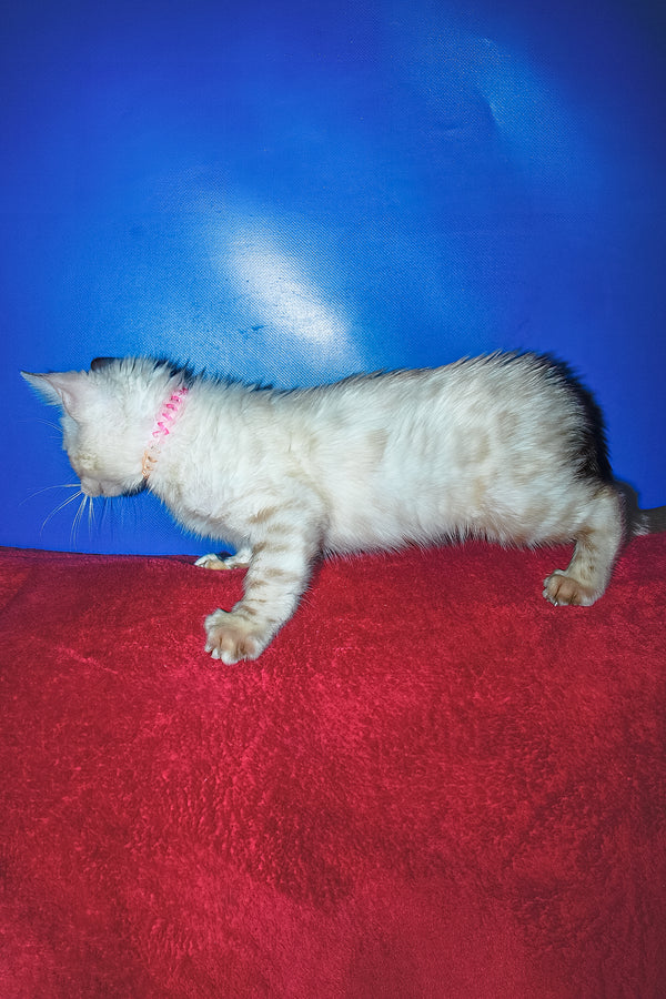 Zhan | Bengal Kitten