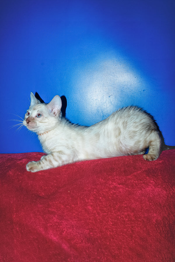 Zhan | Bengal Kitten