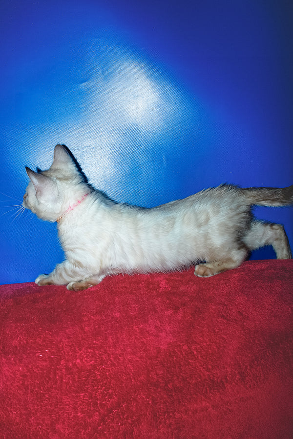 Zhan | Bengal Kitten