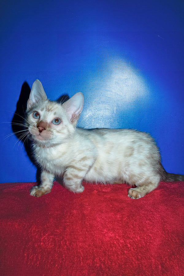 Zhan | Bengal Kitten