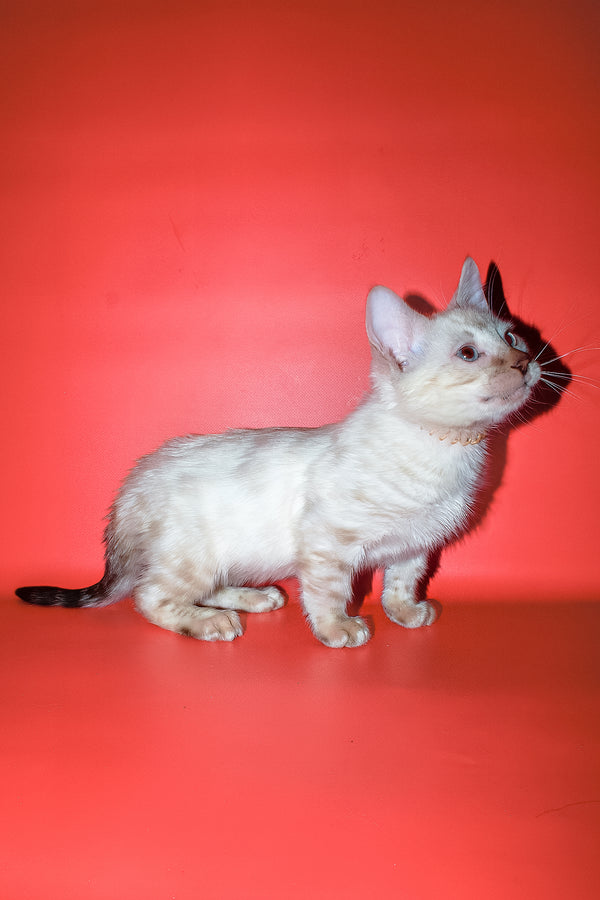 Zhan | Bengal Kitten