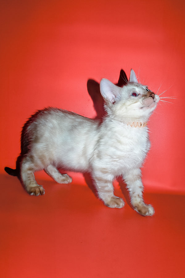 Zhan | Bengal Kitten