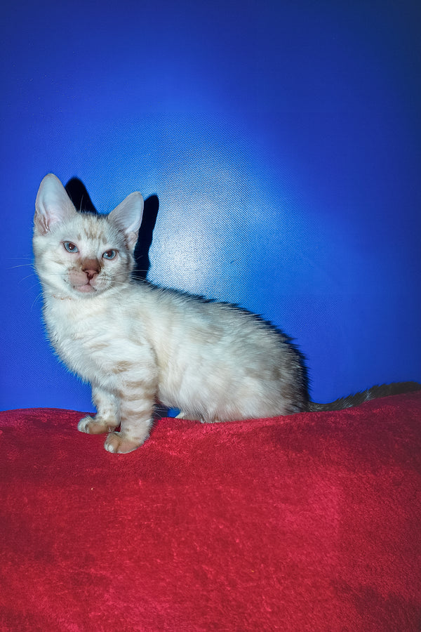 Zhan | Bengal Kitten