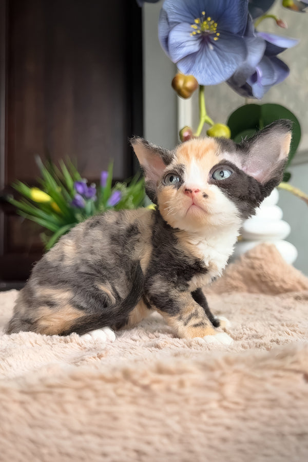 Zhasika | Devon Rex Kitten