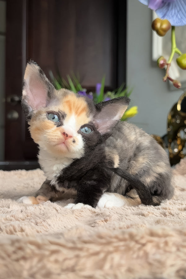 Zhasika | Devon Rex Kitten