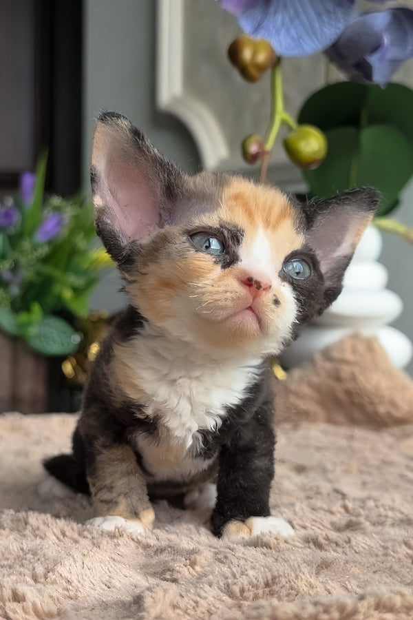 Zhasika | Devon Rex Kitten