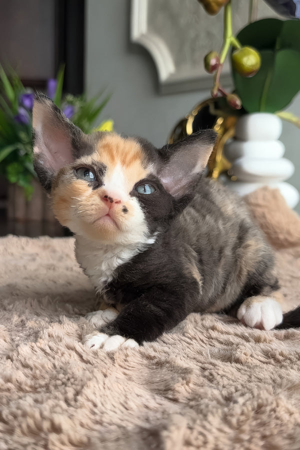 Zhasika | Devon Rex Kitten