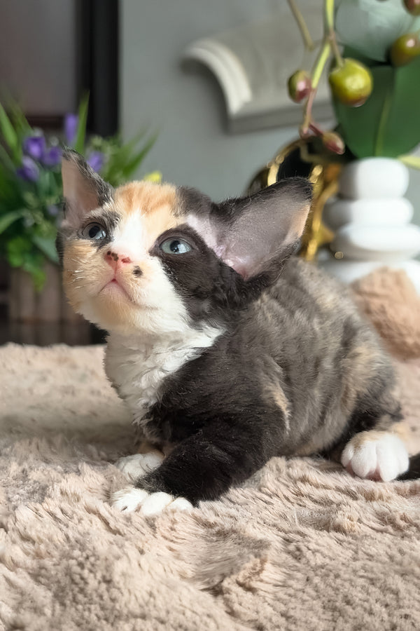 Zhasika | Devon Rex Kitten