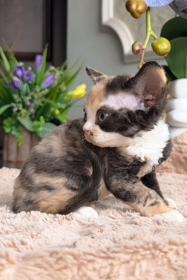 Zhasika | Devon Rex Kitten