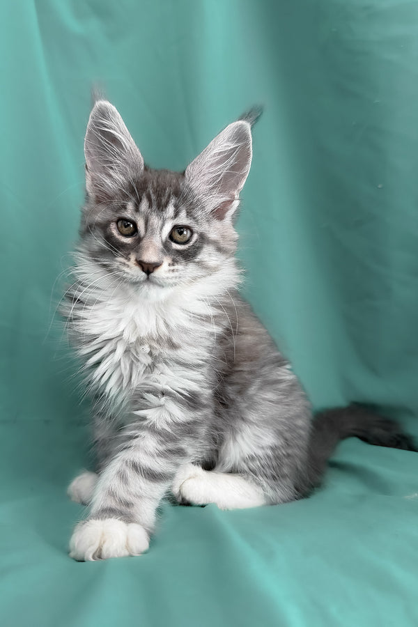 Zibo | Maine Coon Kitten