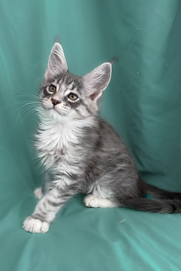 Zibo | Maine Coon Kitten