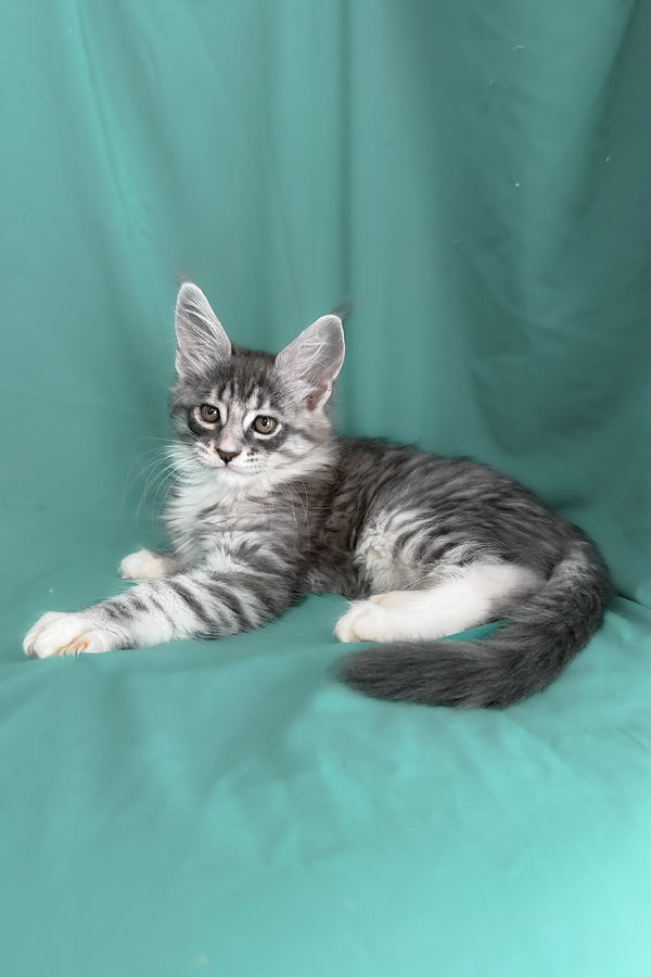 Zibo | Maine Coon Kitten