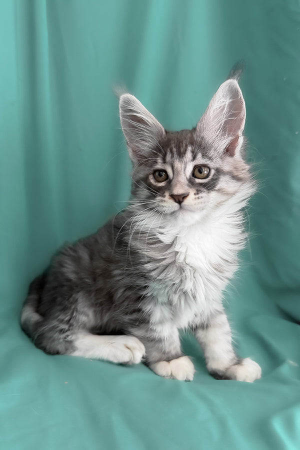 Zibo | Maine Coon Kitten