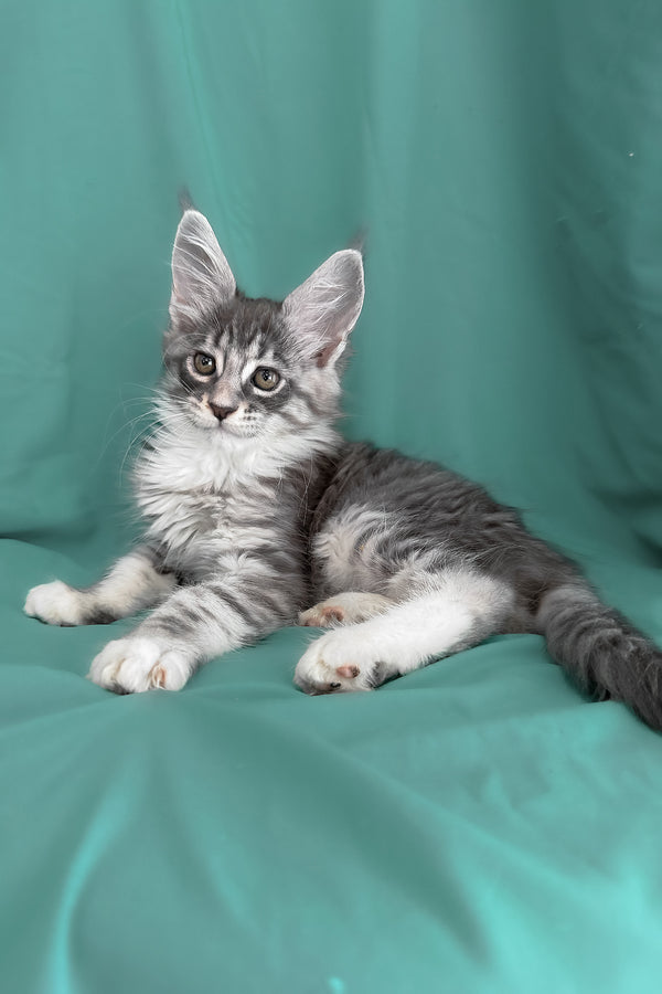 Zibo | Maine Coon Kitten