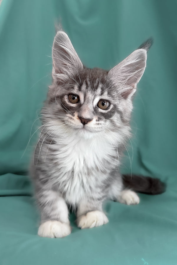 Zibo | Maine Coon Kitten