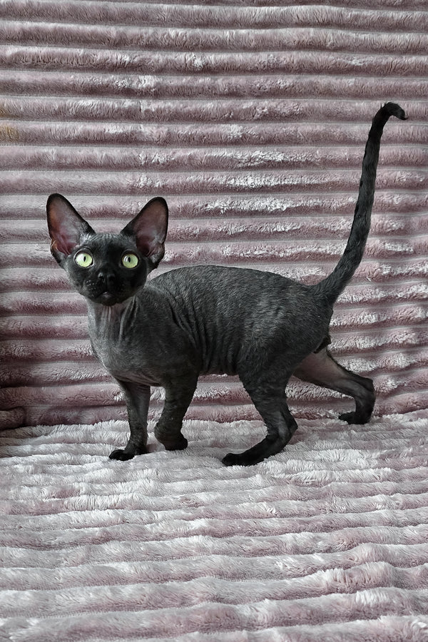 Ziggy | Devon Rex Kitten
