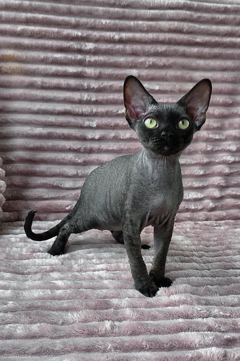 Ziggy | Devon Rex Kitten
