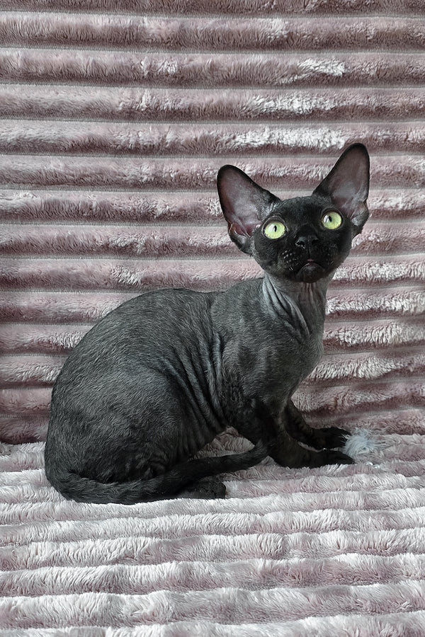Ziggy | Devon Rex Kitten
