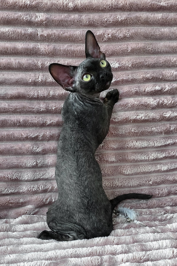 Ziggy | Devon Rex Kitten