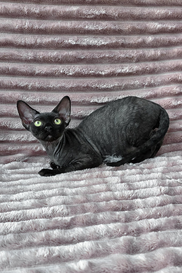 Ziggy | Devon Rex Kitten