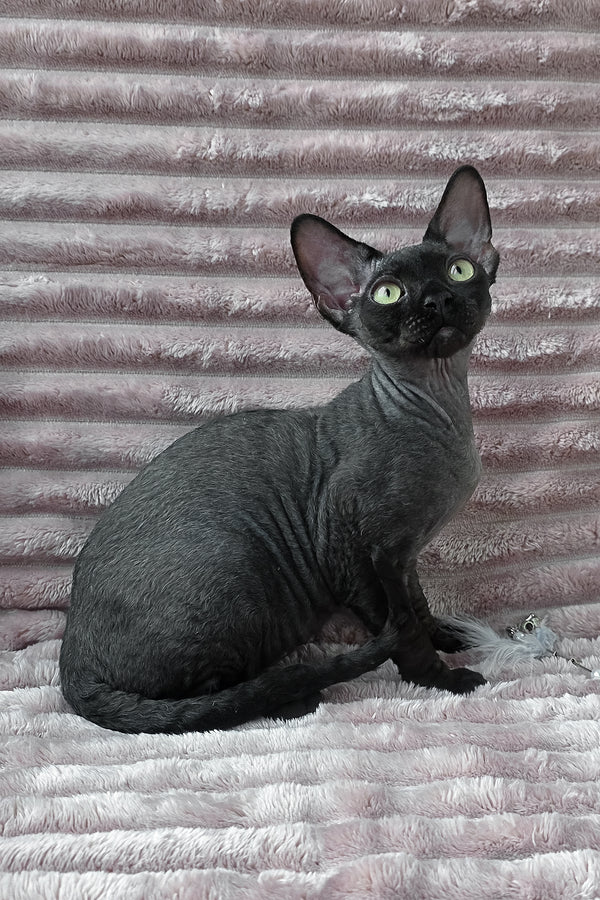 Ziggy | Devon Rex Kitten