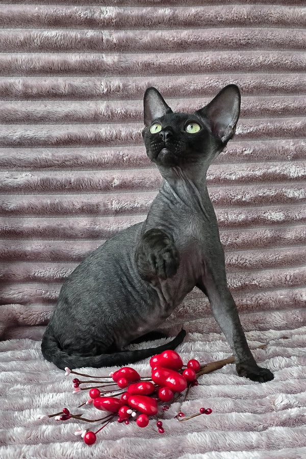 Ziggy | Devon Rex Kitten