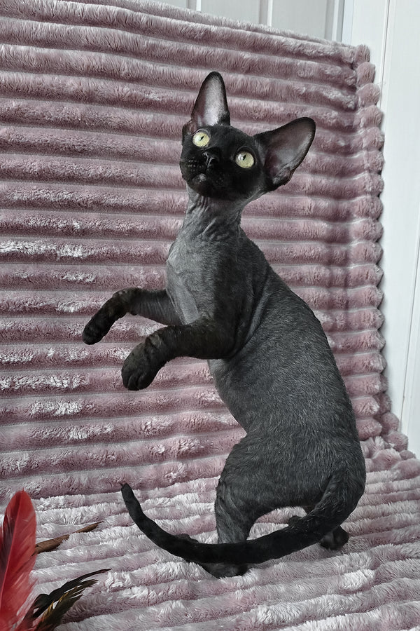 Ziggy | Devon Rex Kitten