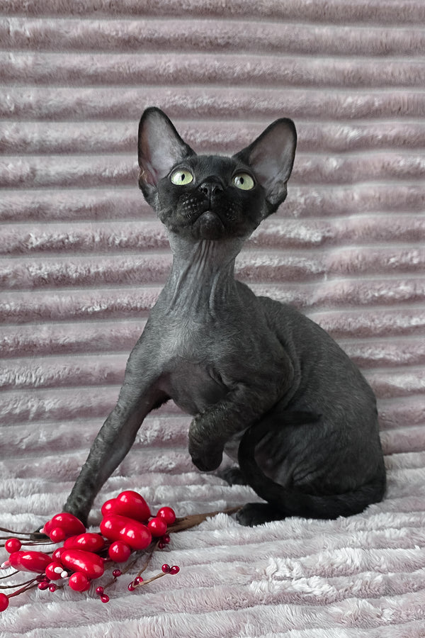 Ziggy | Devon Rex Kitten