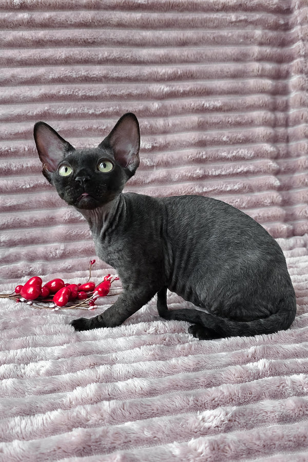 Ziggy | Devon Rex Kitten