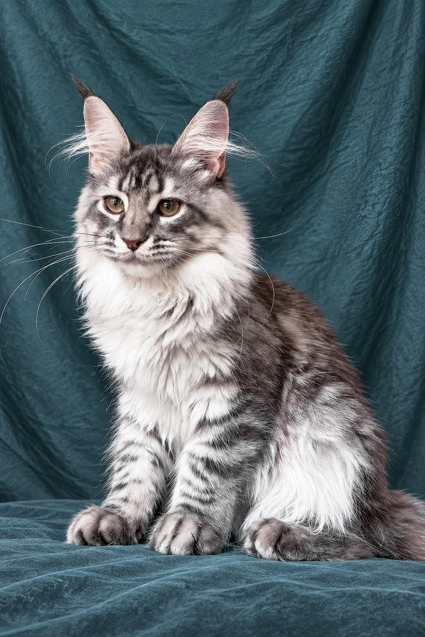 Zimba | Maine Coon Kitten