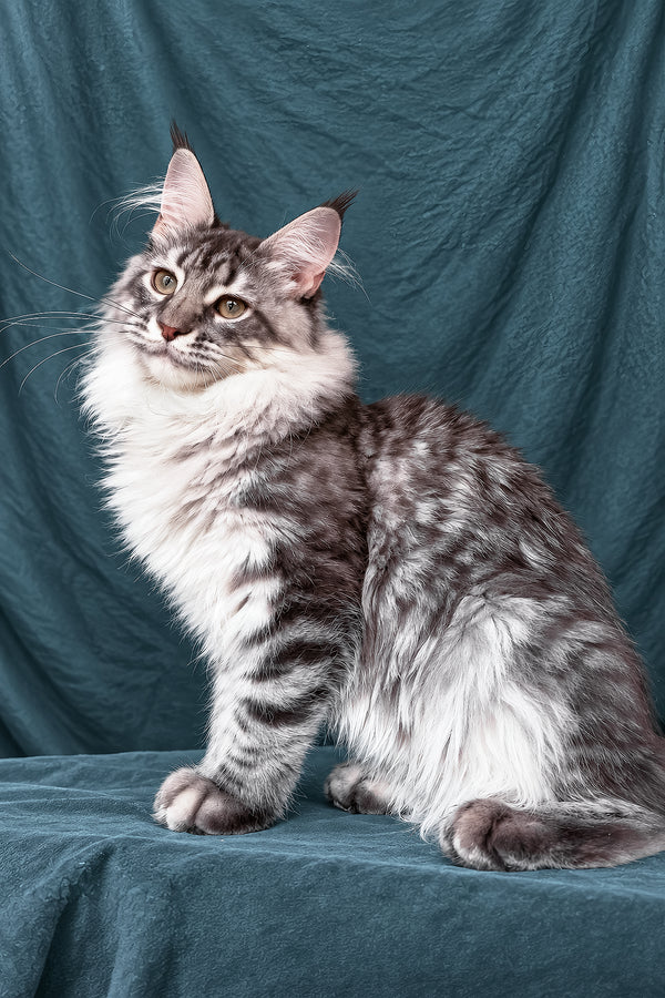Zimba | Maine Coon Kitten