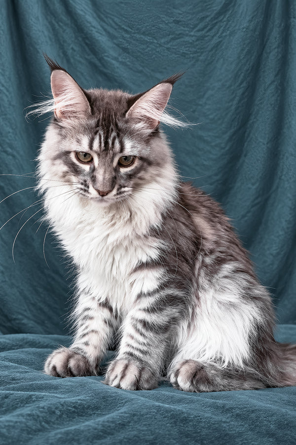 Zimba | Maine Coon Kitten
