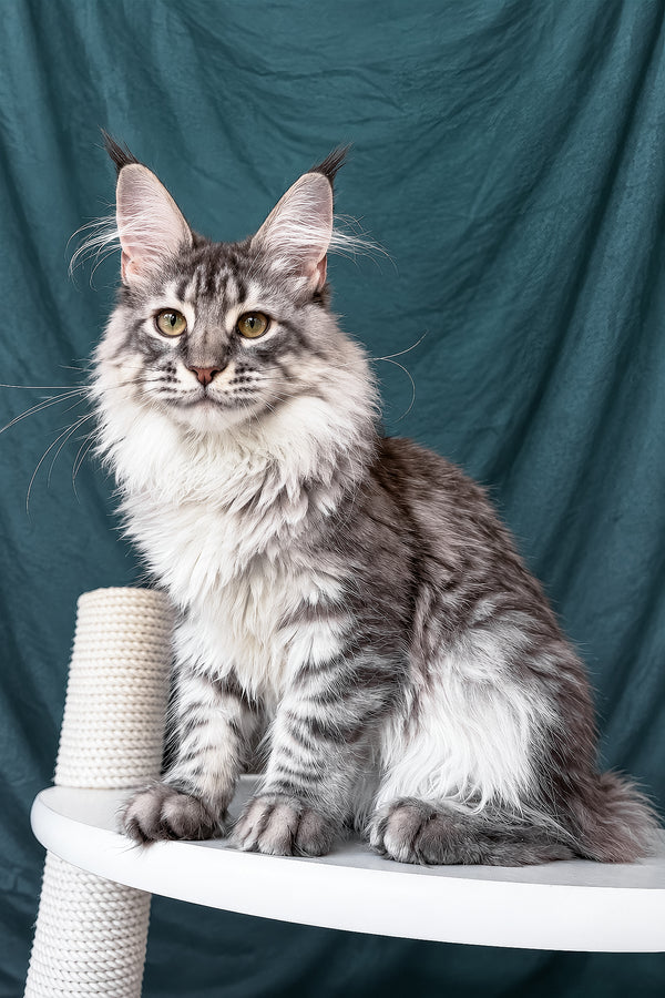 Zimba | Maine Coon Kitten