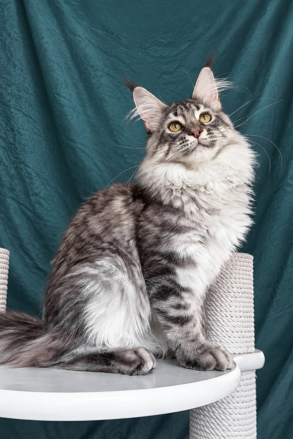 Zimba | Maine Coon Kitten