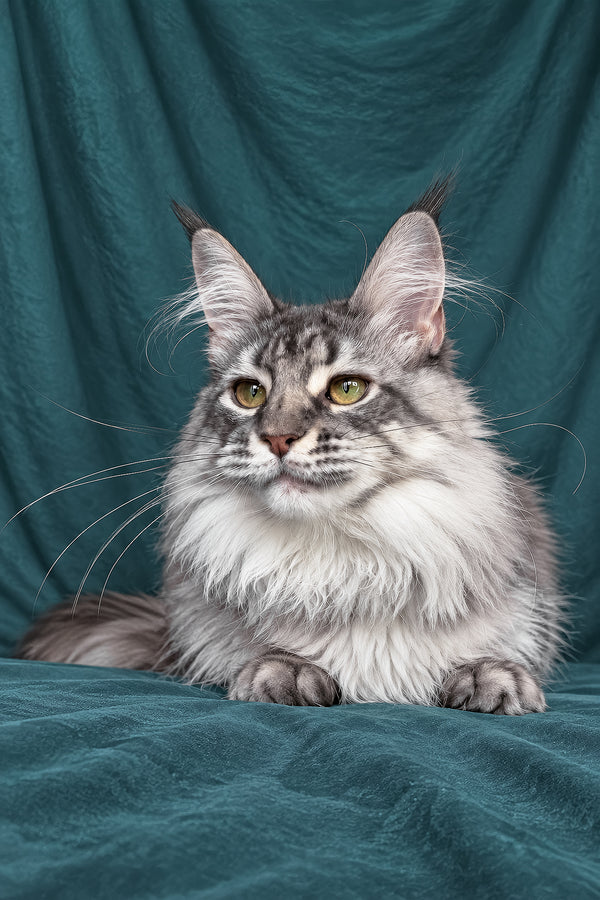 Zimba | Maine Coon Kitten